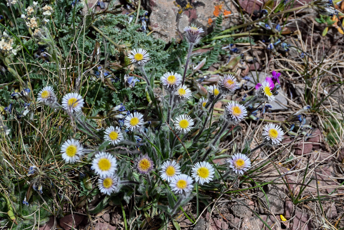 Image of Erigeron pallidus specimen.