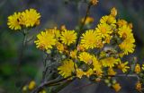 genus Hieracium. Соцветия. Ингушетия, Джейрахский р-н, ур. Вовнушки, ≈ 1200 м н.у.м., подножие осыпающегося каменистого склона. 24.07.2022.
