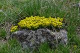 genus Draba