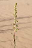 genus Artemisia. Верхушка цветущего растения. Республика Саха (Якутия), Хангаласский улус, Мальжагарский 2-й наслег, правый берег р. Лена, тукулан Кумыс-Самага. 31.07.2023.