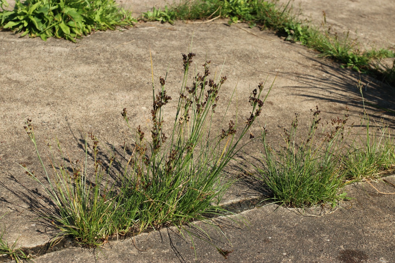 Изображение особи Juncus compressus.
