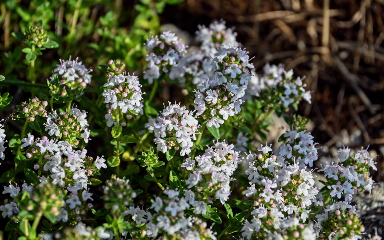 Изображение особи род Thymus.