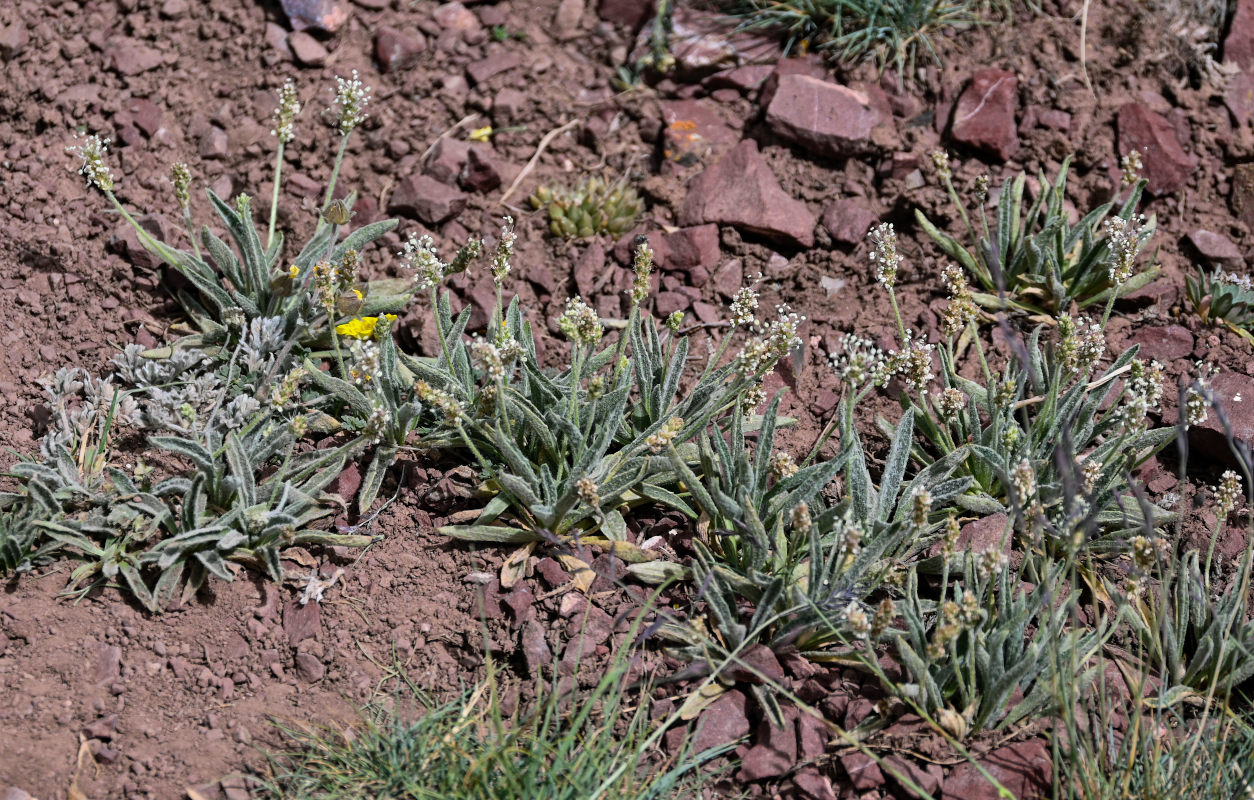 Изображение особи Plantago arachnoidea.