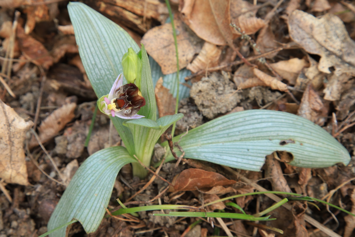 Изображение особи Ophrys oestrifera.