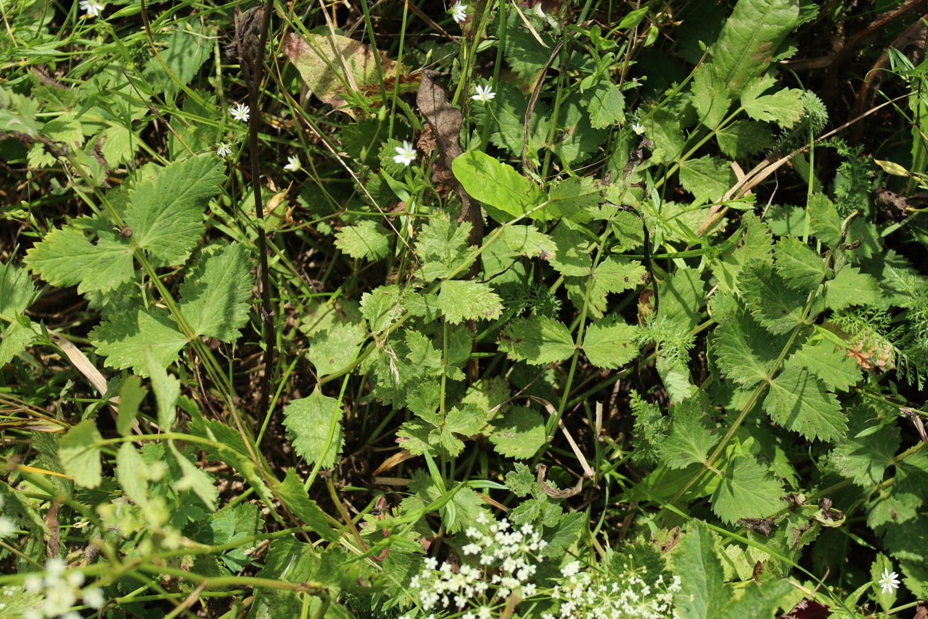 Изображение особи Pimpinella saxifraga.