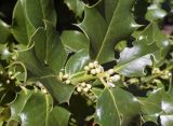 Ilex aquifolium. Верхушка ветви с бутонами и пестичными цветками. Испания, автономное сообщество Каталония, провинция Жирона, комарка Сельва, муниципалитет Сускеда, комплекс «Святой Дом Фар» (Santuari de la Mare de Déu del Far), 1112 м н.у.м., озеленение парковки. 19.04.2024.