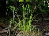 Carex pseudocyperus