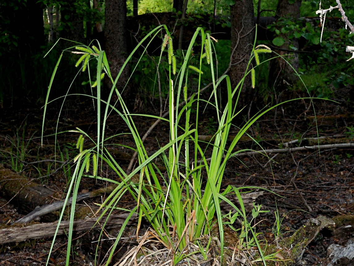 Изображение особи Carex pseudocyperus.