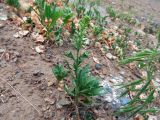 Lepidium densiflorum