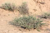 Caragana kirghisorum