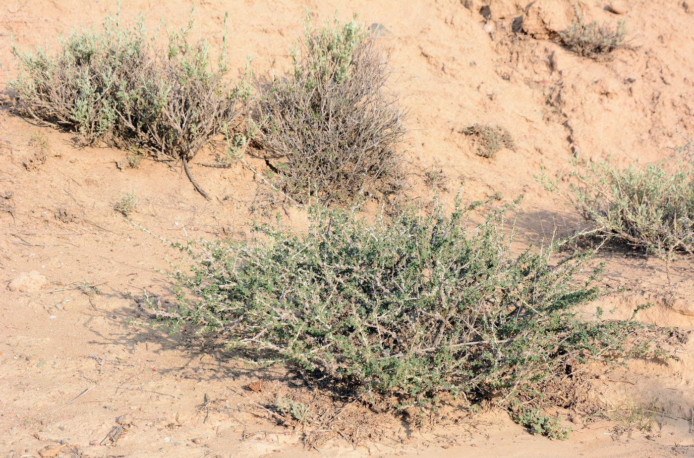 Image of Caragana kirghisorum specimen.
