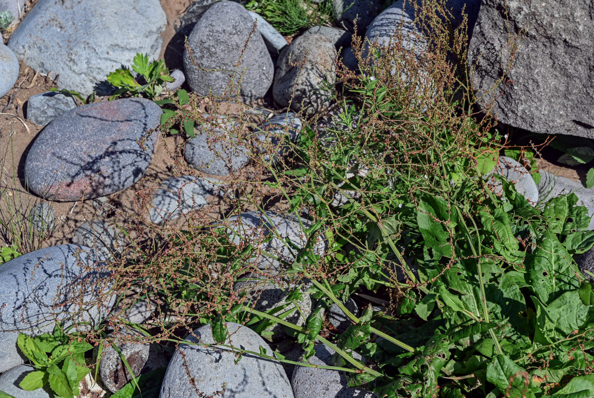 Image of genus Rumex specimen.