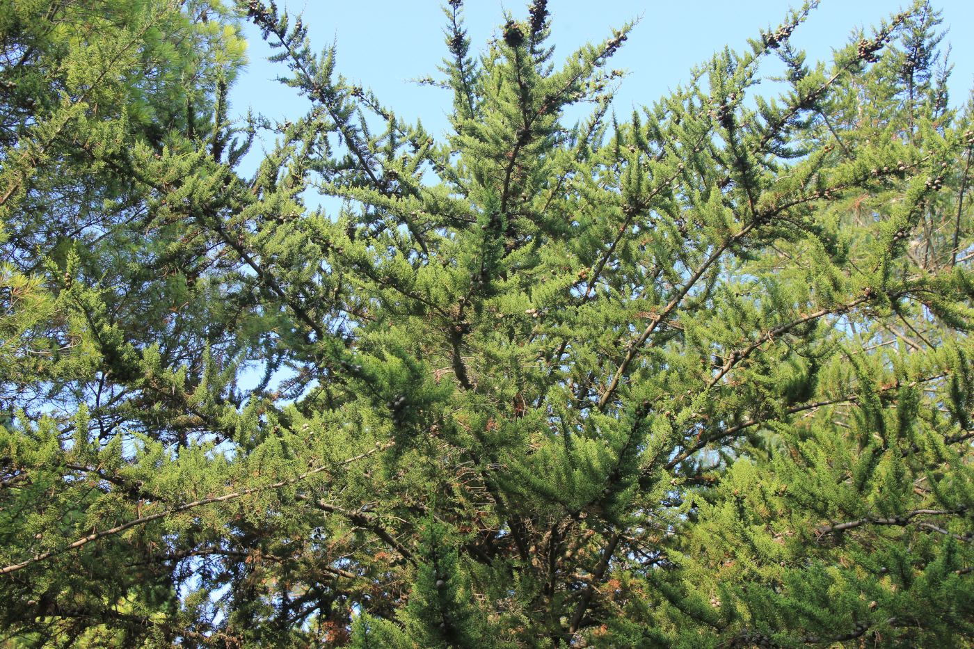 Image of Cupressus macrocarpa specimen.