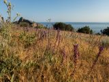 Salvia tesquicola