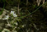 familia Brassicaceae. Верхушка цаетущего и плодоносящего побега. Свердловская обл., Красноуфимский округ, Саргаинский сельский совет, окр. пос. Саргая, сосновый бор на вершине прибрежного холма, в моховой подушке на скальном останце. 19 августа 2023 г.