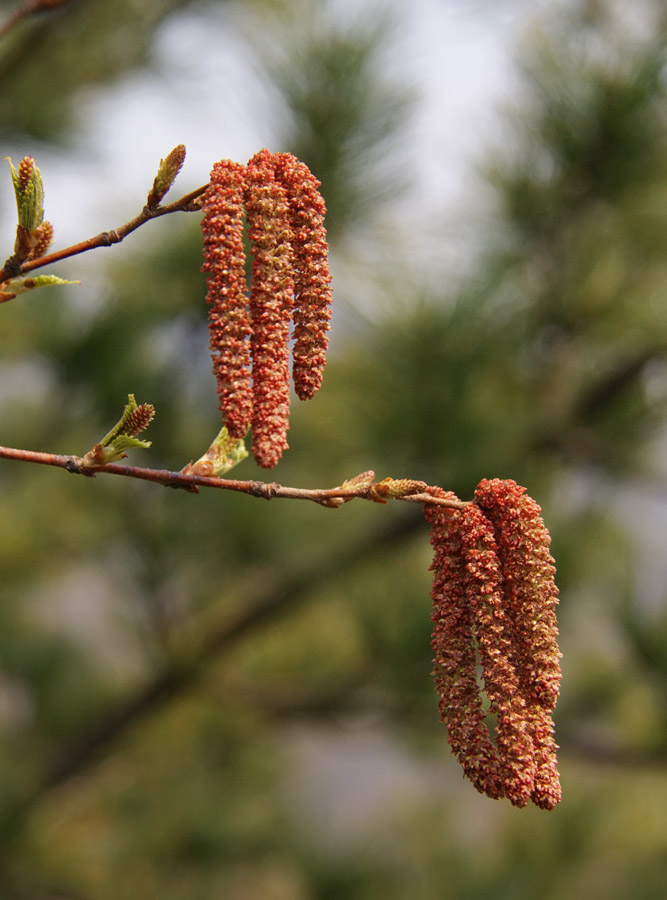 Изображение особи Betula schmidtii.