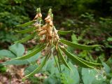 Lathyrus aureus. Соплодие с отцветающими цветками и незрелыми плодами. Крым, городской округ Алушта, окр. Ангарского перевала, просека под ЛЭП. 27.05.2024.