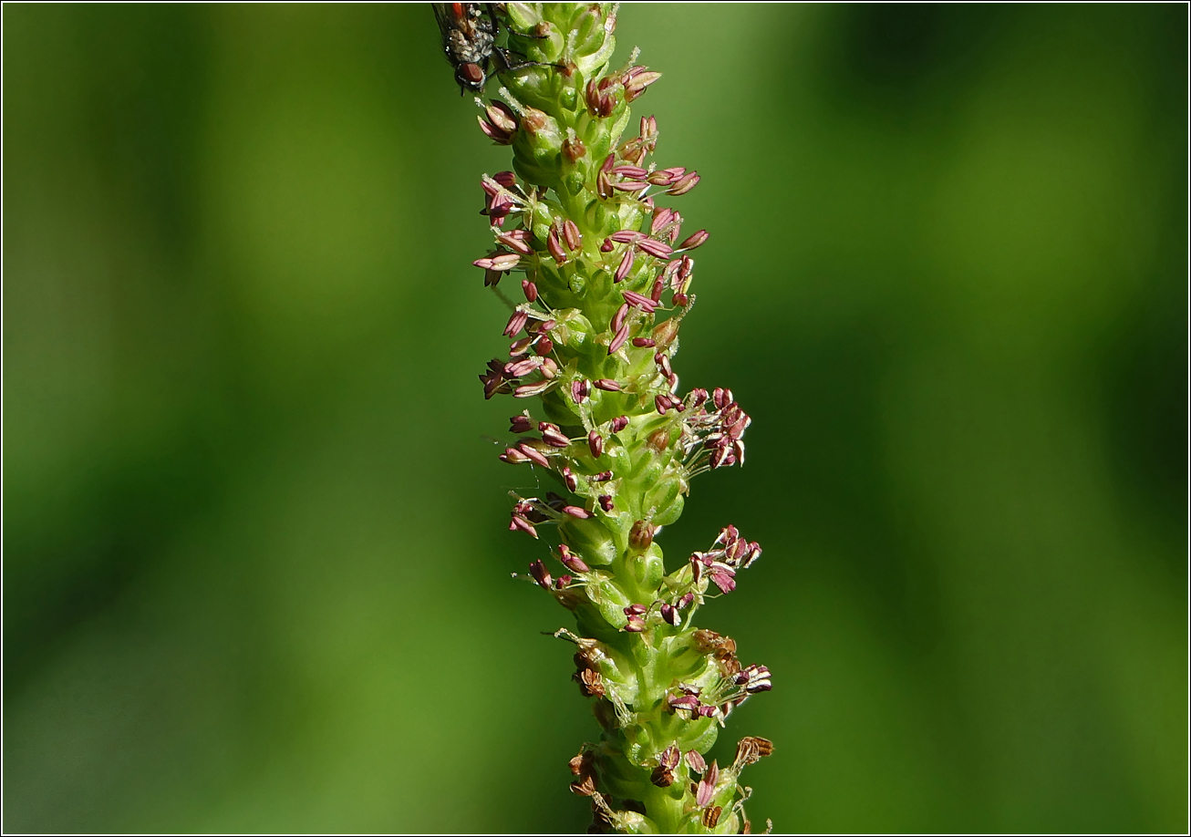 Изображение особи Plantago major.