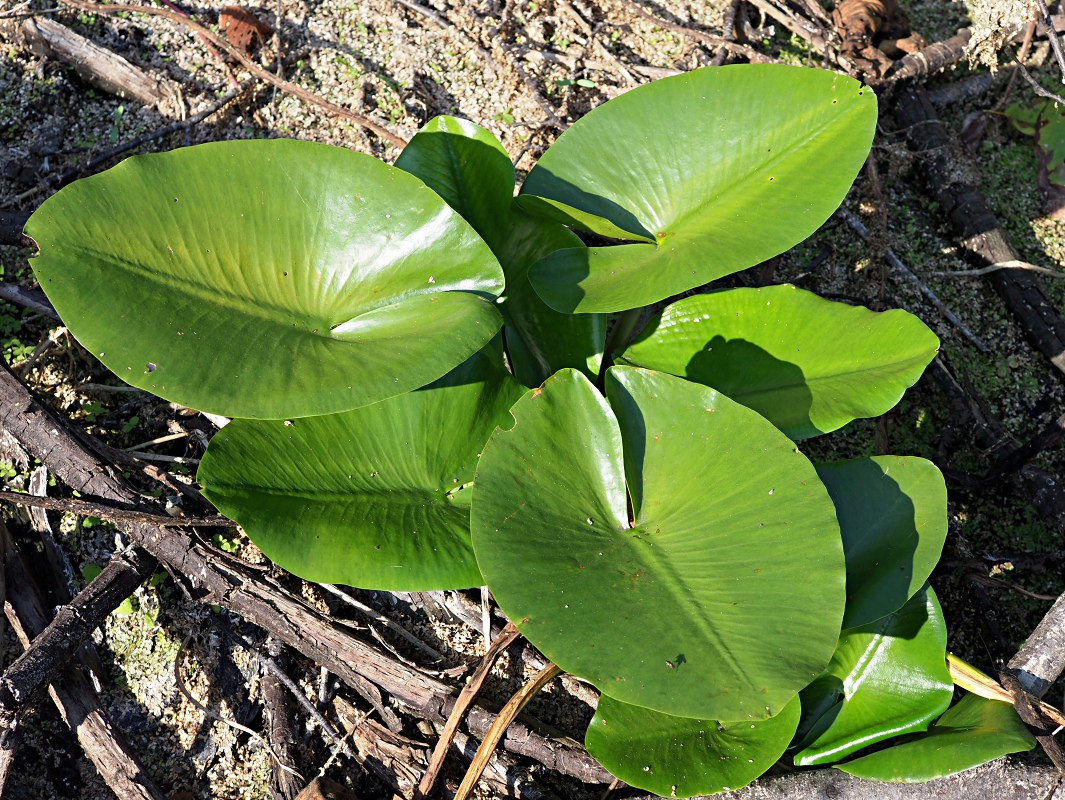 Image of Nuphar lutea specimen.