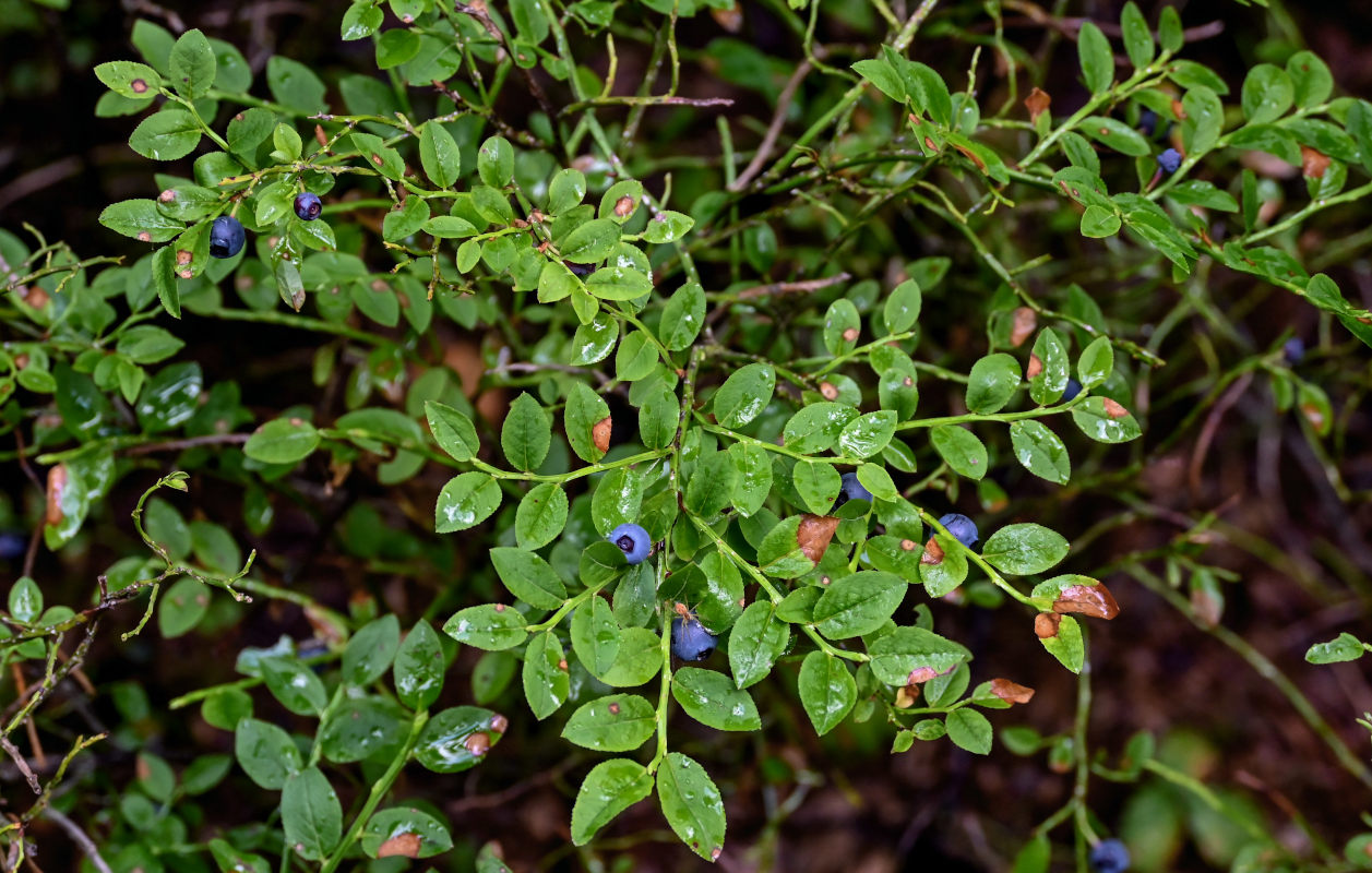 Image of Vaccinium myrtillus specimen.