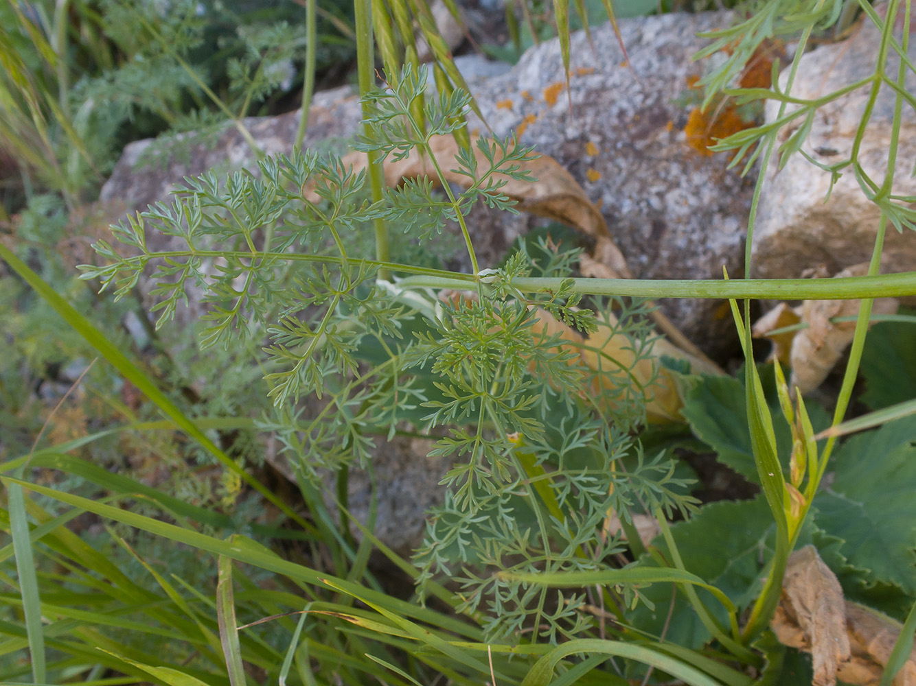 Image of Astrodaucus orientalis specimen.