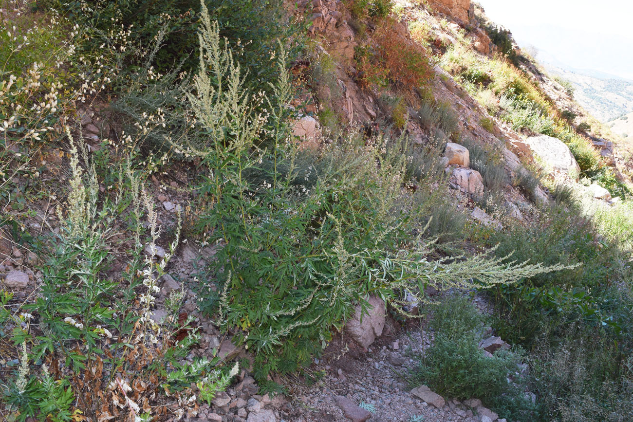 Изображение особи Artemisia vulgaris.