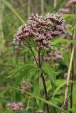 Eupatorium cannabinum