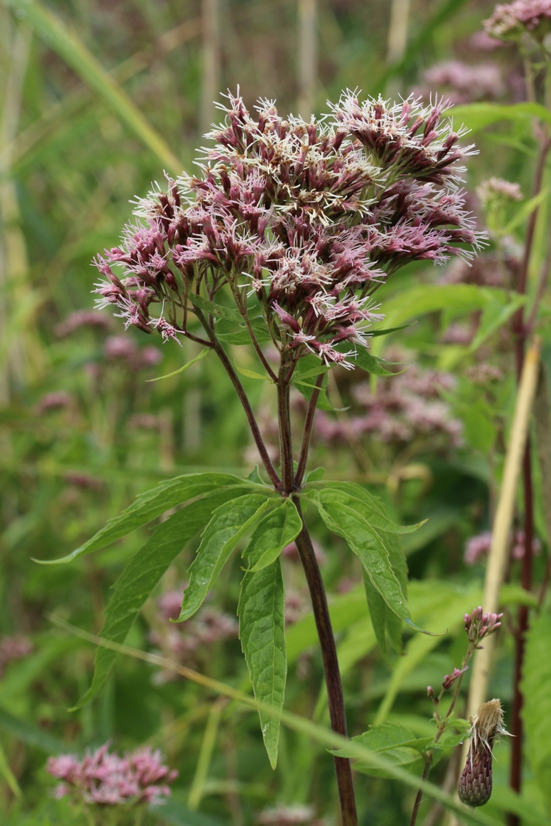 Image of Eupatorium cannabinum specimen.