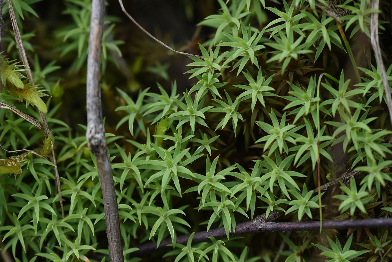 Image of genus Pogonatum specimen.