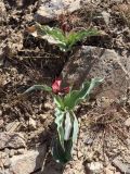 Tulipa micheliana