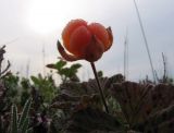 Rubus chamaemorus. Плодоносящее растение. Кольский п-ов, берег Белого моря, ур. Подтурок. 09.08.2008.