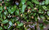Elaeagnus pungens. Верхушка ветви с плодами. Краснодарский край, Сочи, Хостинский р-н, парк \"Дендрарий\", в культуре. 13.03.2025.