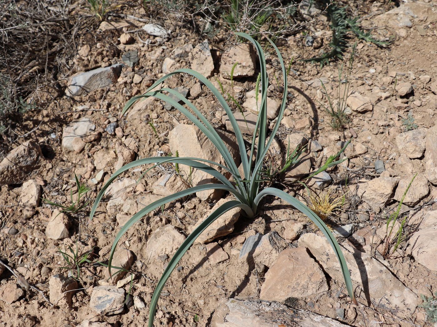 Image of Eremurus inderiensis specimen.