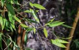 Phyllostachys aurea