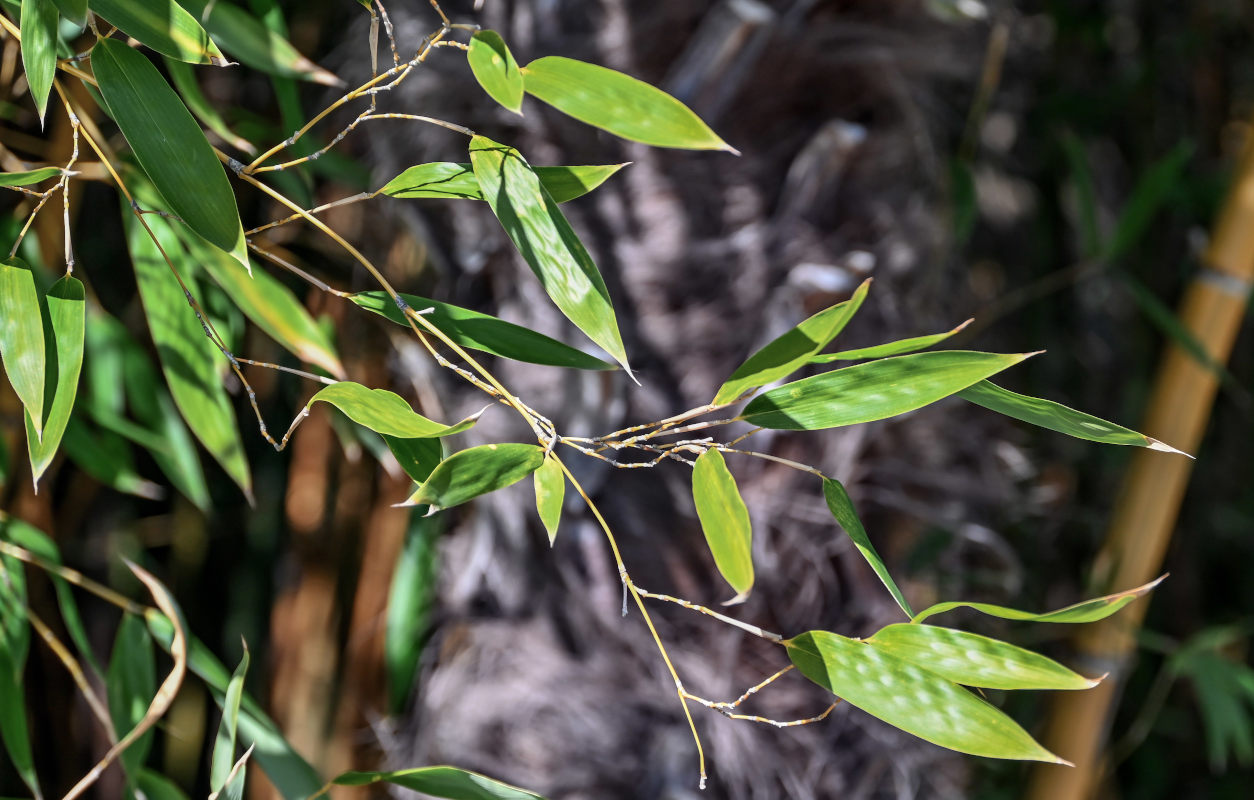 Изображение особи Phyllostachys aurea.