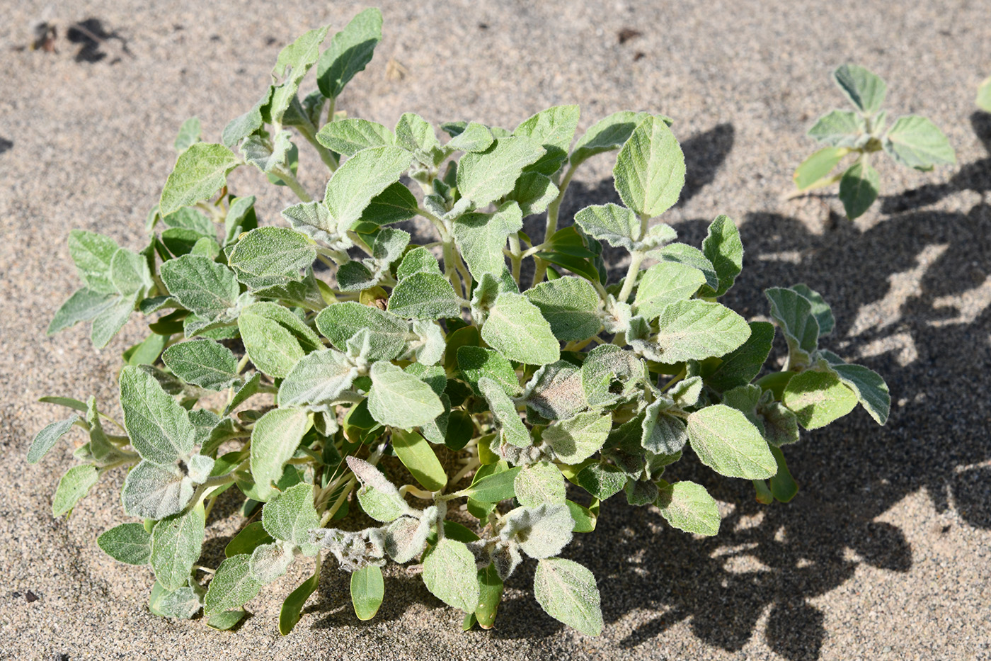 Image of Heliotropium arguzioides specimen.