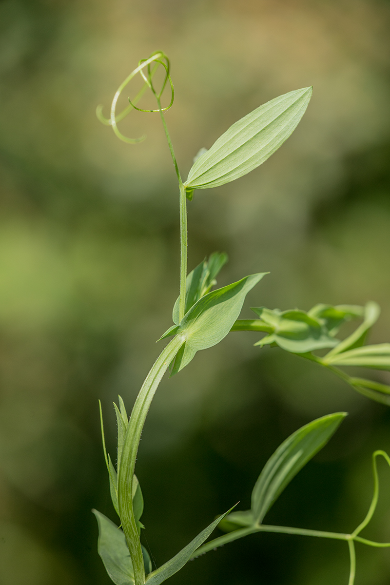 Image of Lathyrus pratensis specimen.