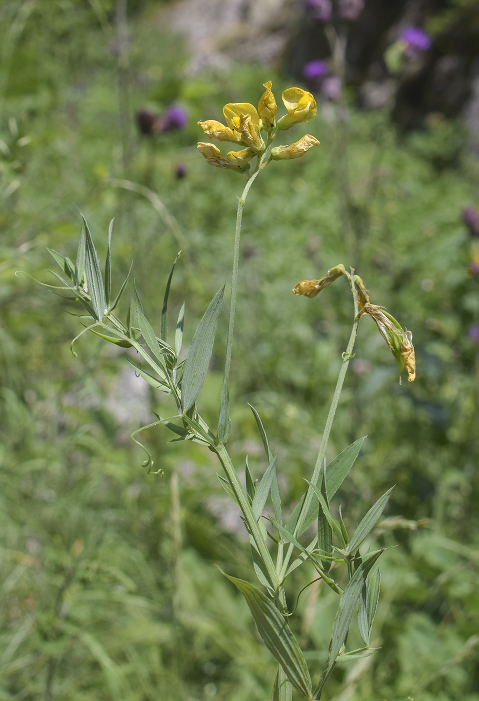 Image of Lathyrus pratensis specimen.