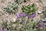 род Astragalus
