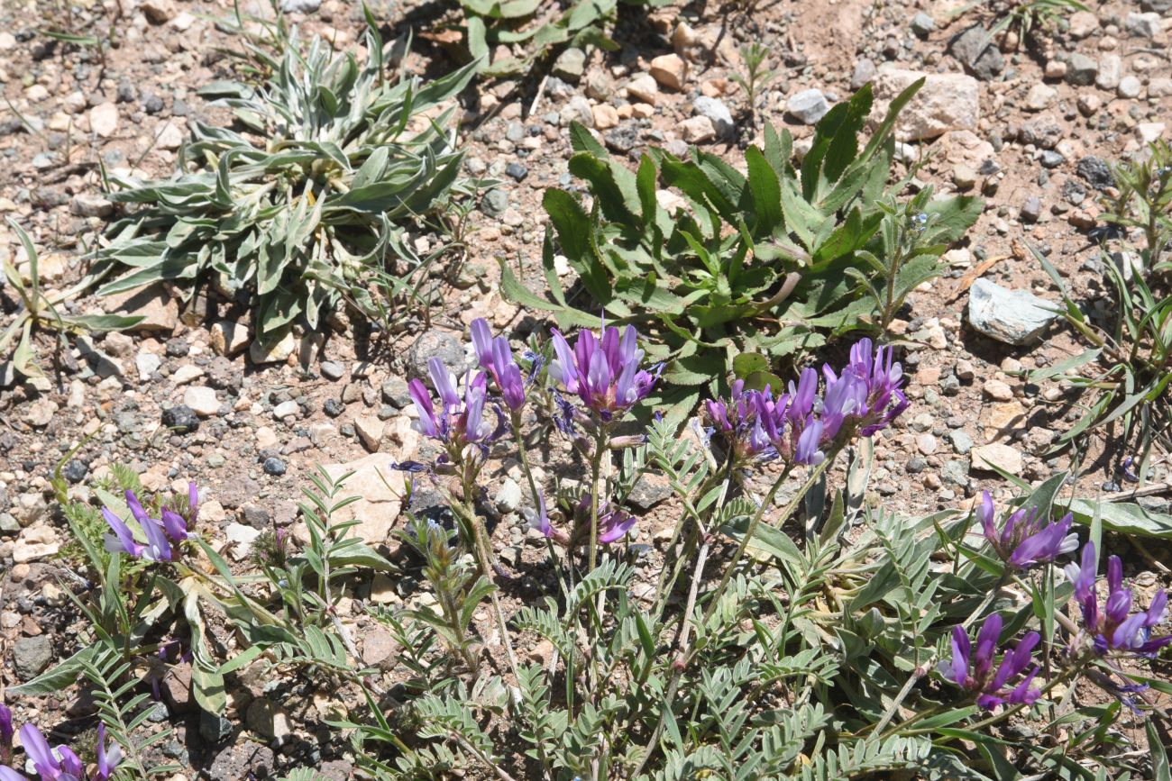 Image of genus Astragalus specimen.