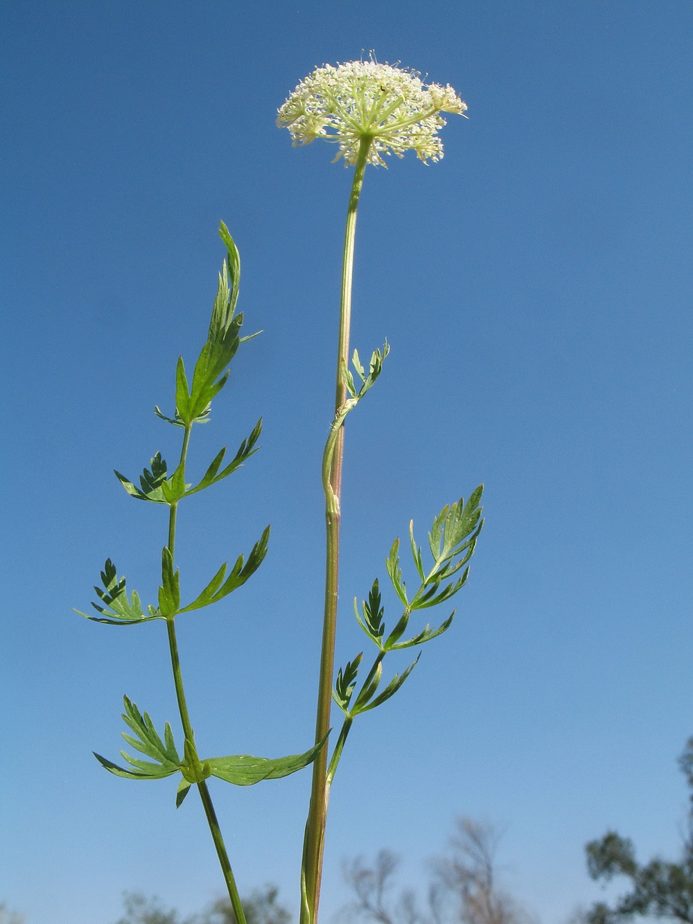 Image of Seseli nemorosum specimen.