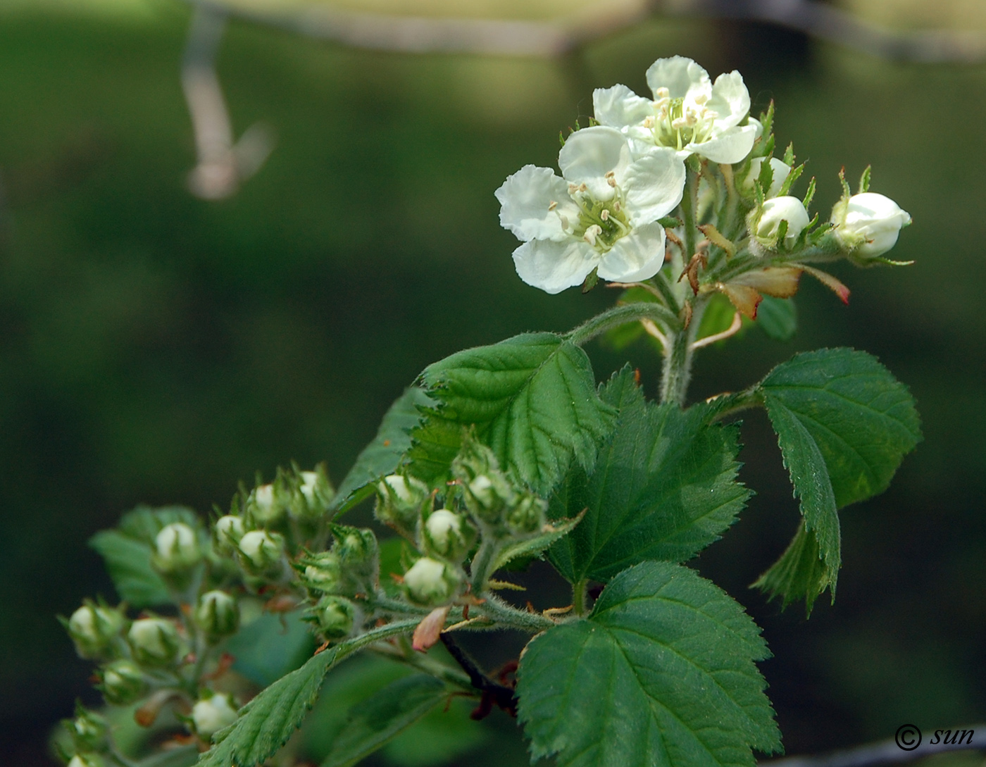 Image of Crataegus submollis specimen.