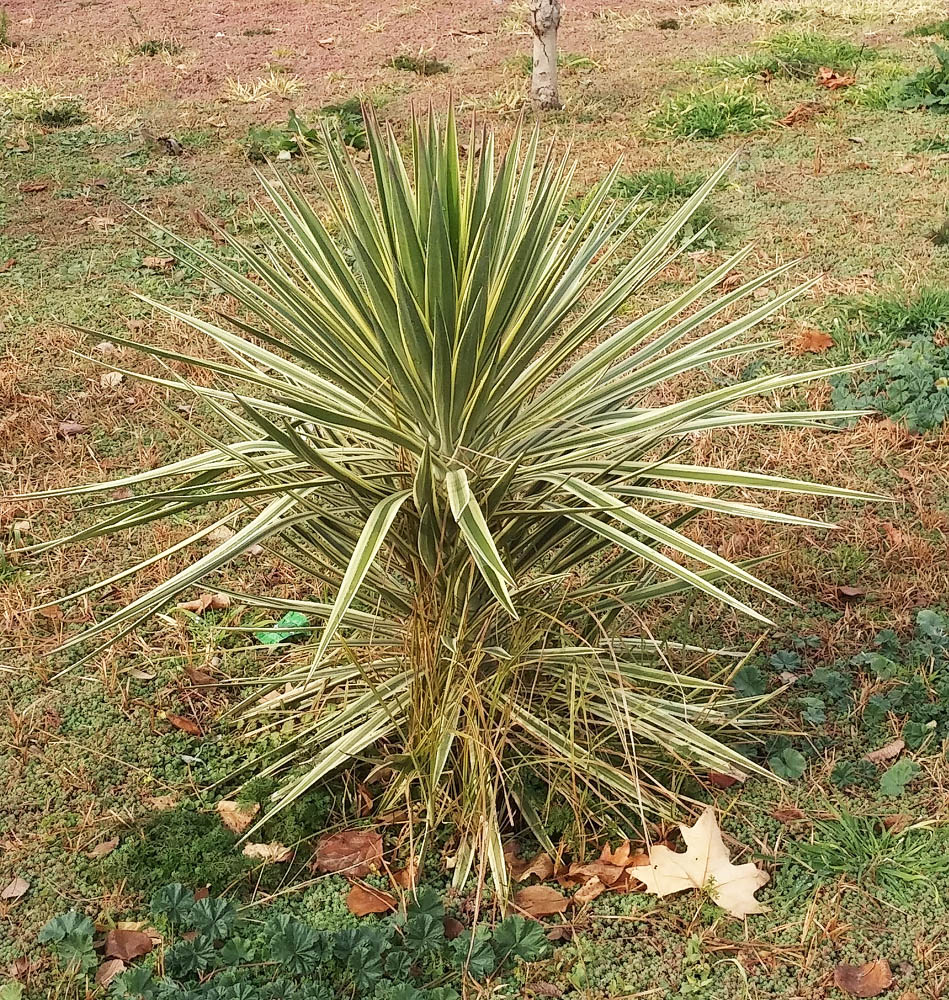 Изображение особи род Yucca.