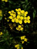 Sisymbrium loeselii. Соцветие. Хабаровский край, г. Комсомольск-на-Амуре, зарастающий карьер. 28.08.2025.