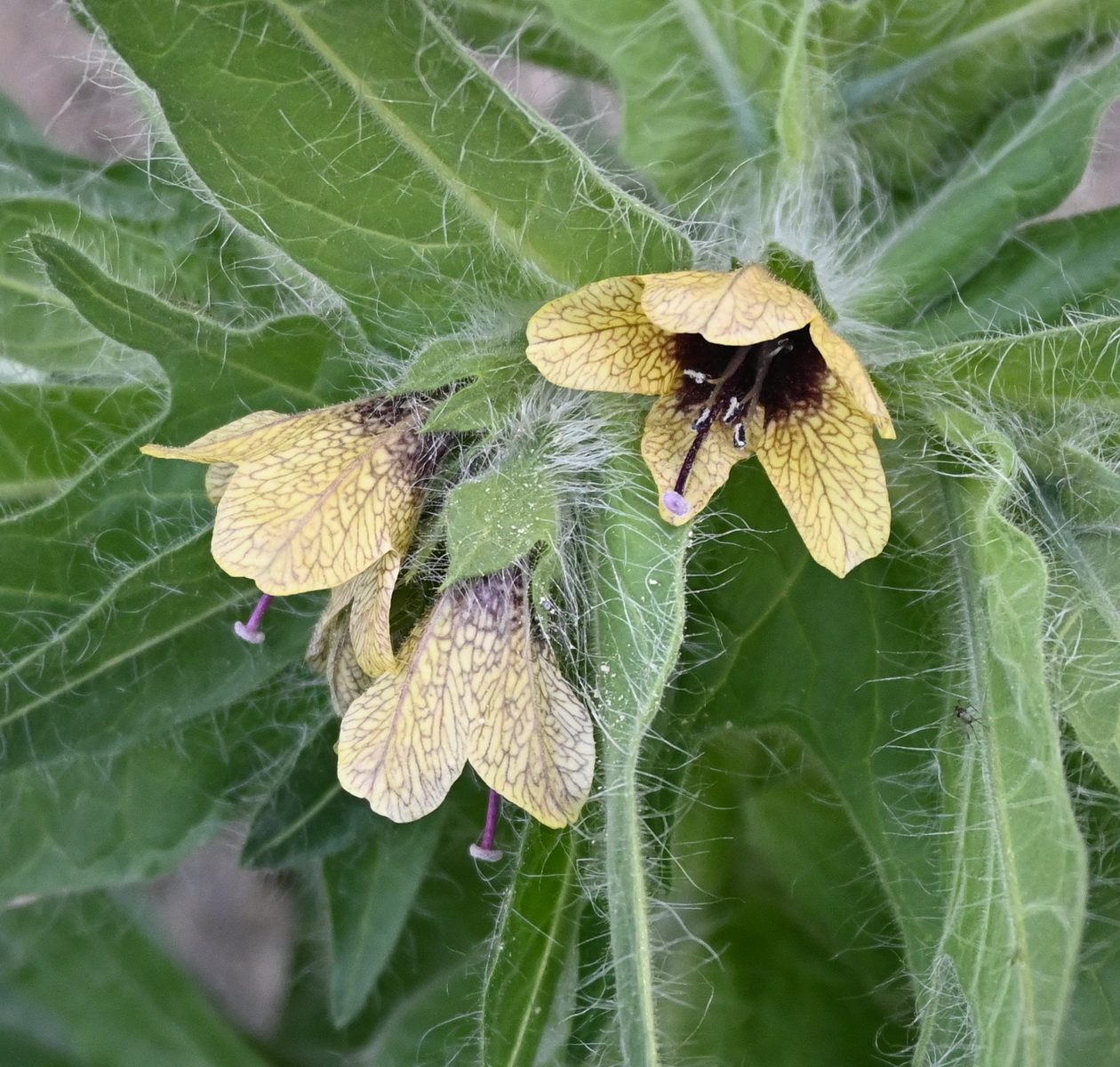 Изображение особи Hyoscyamus niger.