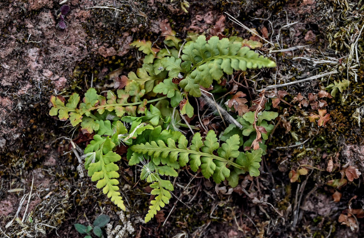 Image of Asplenium billotii specimen.