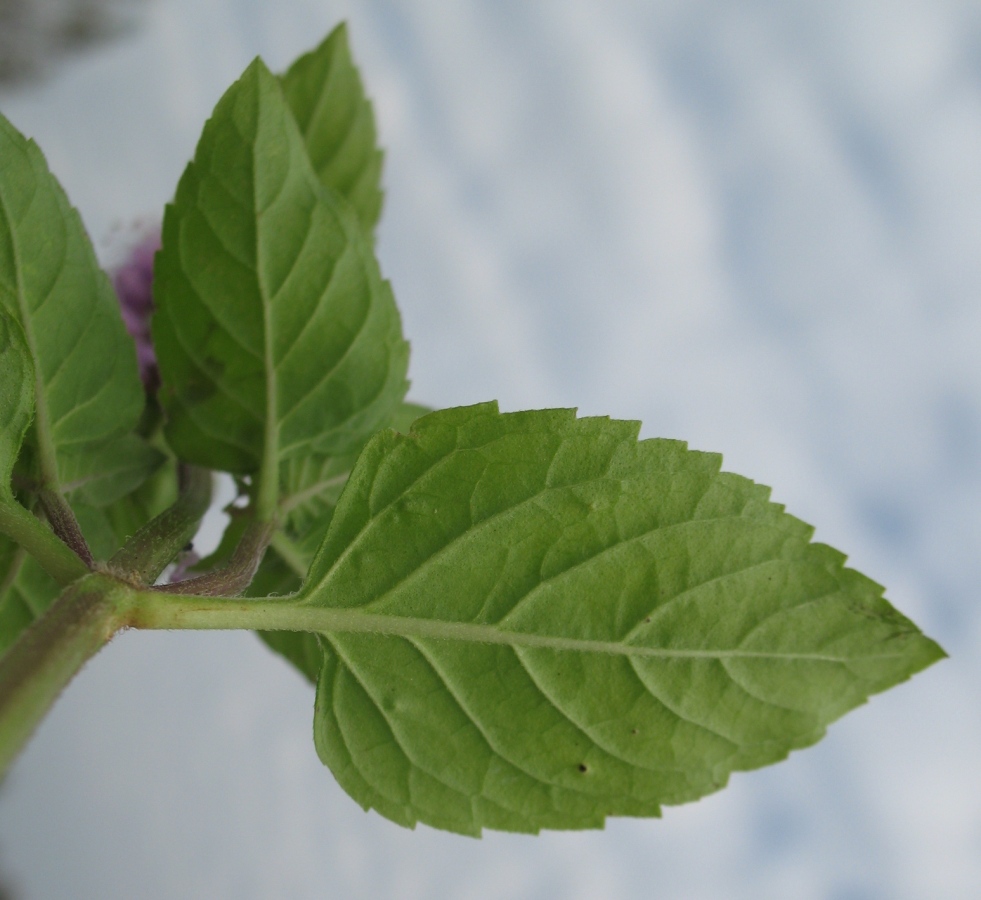 Image of Mentha aquatica specimen.
