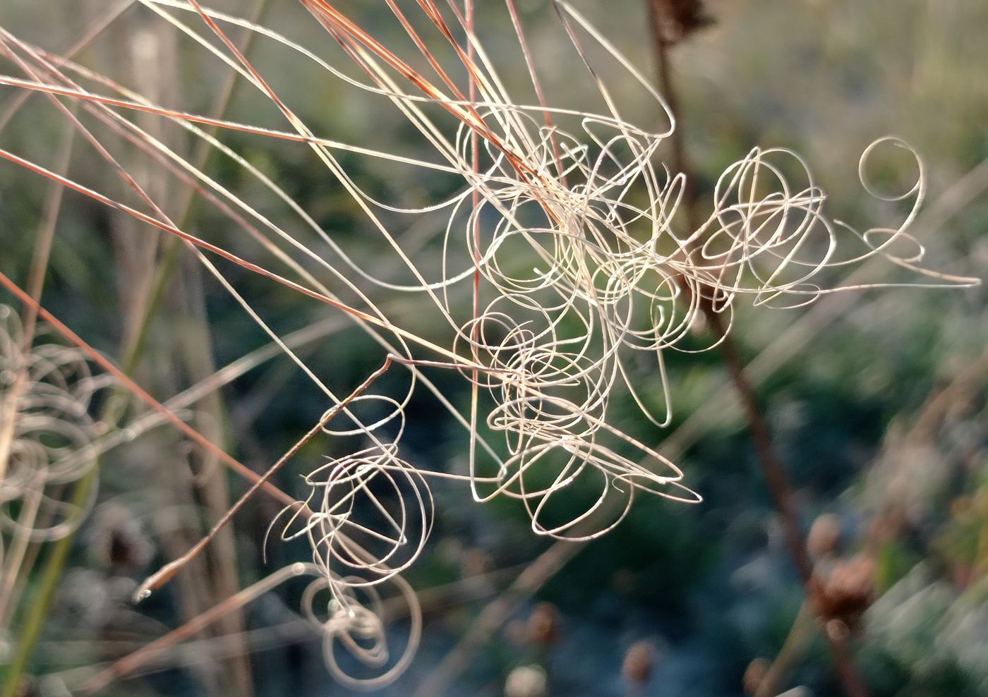 Image of Stipa lessingiana specimen.