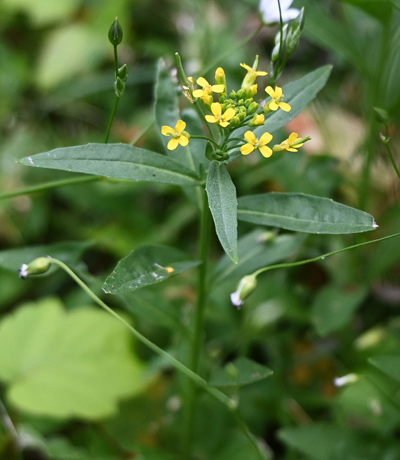 Image of Erysimum cheiranthoides specimen.