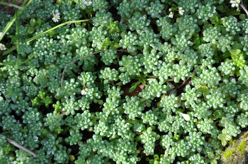 Изображение особи Sedum hispanicum.